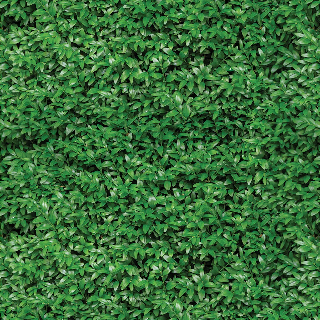 FtS005